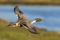 Northern Pintail Drake - Anas acuta, flying over a wetland.