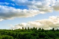 Colourful and Minimal landscape barckground. Sunsuet clouds and pines