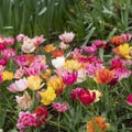 A colourful mix of hybrid triumph tulips in flower.