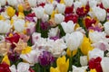 A colourful mix of hybrid triumph tulips in flower. Royalty Free Stock Photo