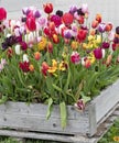 A colourful mix of hybrid triumph tulips in flower.