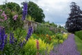 Flower beds at Oxburgh Hall, Norfolk UK. Purple Catmint, also known as Nepeta Racemosa or Walker`s Low by the path.