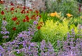 Flower beds at Oxburgh Hall, Norfolk UK. Purple Catmint, also known as Nepeta Racemosa or Walker`s Low in foreground.