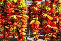 Colourful mixed peppers on display on market day.