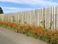 Colourful Montbretia plants flowering on a road verge