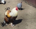 Colourful domestic male rooster on rural countryside bird farm