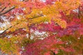 Colourful multiple colour maple leaves