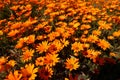 Colourful Namaqualand Daisies in full sunlight in Worcester, South Africa Royalty Free Stock Photo