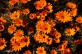 Colourful Namaqualand Daisies in full sunlight in Worcester, South Africa Royalty Free Stock Photo