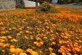 Colourful Namaqualand Daisies in full sunlight in Worcester, South Africa Royalty Free Stock Photo