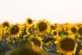 Colourful nature background. Yellow sunflower field on the sunset Royalty Free Stock Photo