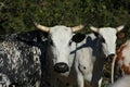 Nguni cattle - Bos taurus - from southern Africa Royalty Free Stock Photo
