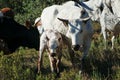 Nguni cow and calf - Bos taurus - from southern Africa Royalty Free Stock Photo