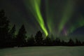 Aurora borealis on night sky above winter forest. Royalty Free Stock Photo