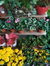 Colourful nursery plants on display