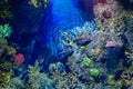 Colourful ocean aquarium with corals, plants and rocks Royalty Free Stock Photo