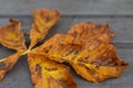 Bright orange autumn horse chestnut leaf on grey surface