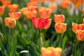 Colourful orange tulips growing outdoors in a field Royalty Free Stock Photo