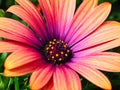 Colourful Osteospermum Flower Growing in Garden