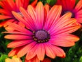 Colourful Osteospermum Flowers Growing in Garden Royalty Free Stock Photo