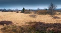 Colourful panorama from the heathland/ moorland in National Park The High Fens / Hautes Fagnes. Royalty Free Stock Photo