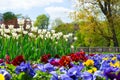 Colourful pansies and white tulips flowerbed background in an spring garden