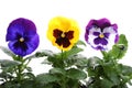 Colourful pansy Royalty Free Stock Photo