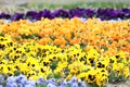 Colourful Pansy viola flower plant garden nature Royalty Free Stock Photo