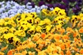 Colourful Pansy viola flower plant garden nature Royalty Free Stock Photo