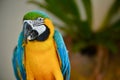 A colourful parakeet at KL bird park