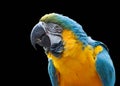 Colourful parrot isolated