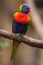 Colourful parrot Rainbow, Lorikeets Trichoglossus haematodus, sitting on the branch, Australia Royalty Free Stock Photo