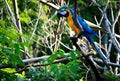 Colourful parrot