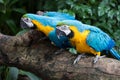 Colourful parrots bird sitting