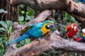 Colourful parrots bird