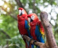 Colourful parrots bird sitting