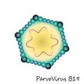 Colourful Parvovirus b19 particle structure