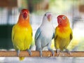 Colourful pastel tone color lovebirds little cute young parrots Royalty Free Stock Photo