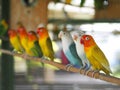 Colourful pastel tone color lovebirds little cute young parrots Royalty Free Stock Photo