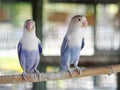 Colourful pastel tone color lovebirds little cute young parrots Royalty Free Stock Photo