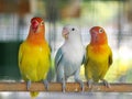 Colourful pastel tone color lovebirds little cute young parrots Royalty Free Stock Photo