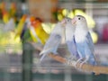 Colourful pastel tone color lovebirds little cute young parrots Royalty Free Stock Photo