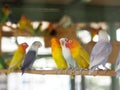 Colourful pastel tone color lovebirds little cute young parrots Royalty Free Stock Photo