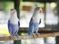 Colourful pastel tone color lovebirds little cute young parrots Royalty Free Stock Photo