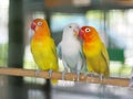 Colourful pastel tone color lovebirds little cute young parrots