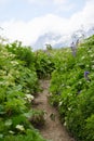 A colourful path drowning in high greenery in front of the mountains. Royalty Free Stock Photo