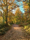 Colourful path in the Woods in autumn Royalty Free Stock Photo