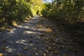 a colourful path in the woods at autumn Royalty Free Stock Photo