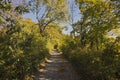 a colourful path in the woods at autumn Royalty Free Stock Photo