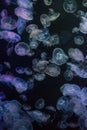 Colourful pattern of Jellyfish Royalty Free Stock Photo